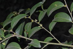 Glochidion ellipticum